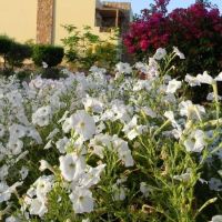 solitaire resort marsa alam