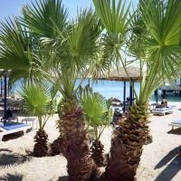 al mashrabiya beach resort