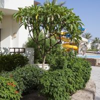 Sharm Resort (Ex. Crowne Plaza Resort)