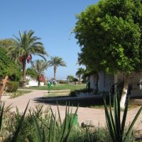 shams safaga