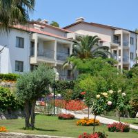 barut arum