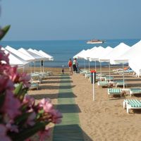 barut arum
