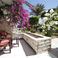 festival shedwan golden beach resort