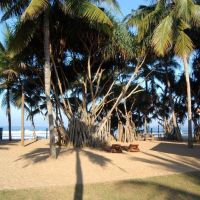 hibiscus beach hotel