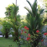 coral palm villa apartment