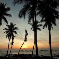 palm paradise cabanas