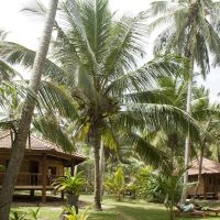 palm paradise cabanas