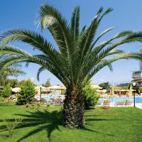 febeach hotel