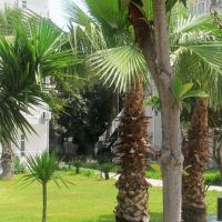latte beach hotel