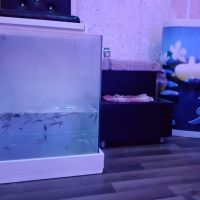 kleopatra moon suite hotel 3 *