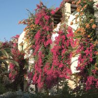 creta royal hotel