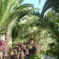 palm bay sissi