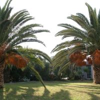 gorgona
