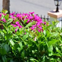 lido corfu sun hotel