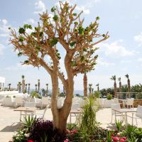 ascos coral beach hotel
