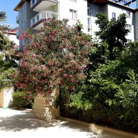 carmen suite hotel