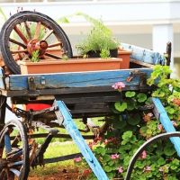 daisy garden resort