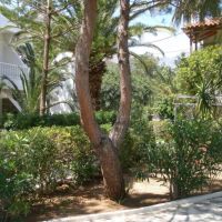 avra palm
