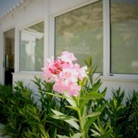 avra palm