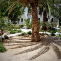 avra palm