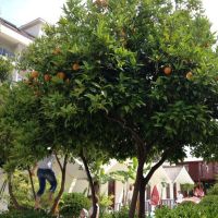 dream park bungalow hotel 3 *