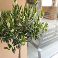 dioni hotel