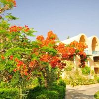 miramar resort taba heighs
