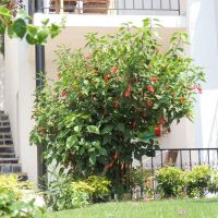 rosso verde hotel