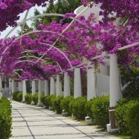 bendis beach hotel