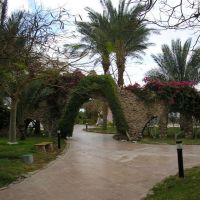 coral resort nuweiba