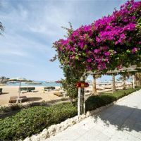 festival shedwan golden beach resort