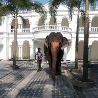bougain villa guest