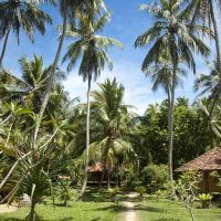 palm paradise cabanas