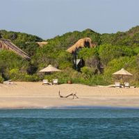 jungle beach resort