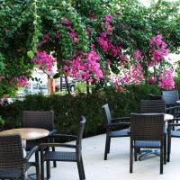flamingo beach hotel