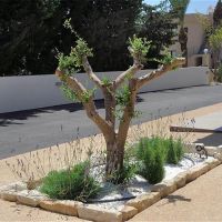 nelia gardens