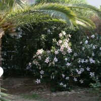 gorgona