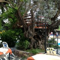 oasis hotel bungalows