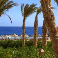 viva blue resort soma bay